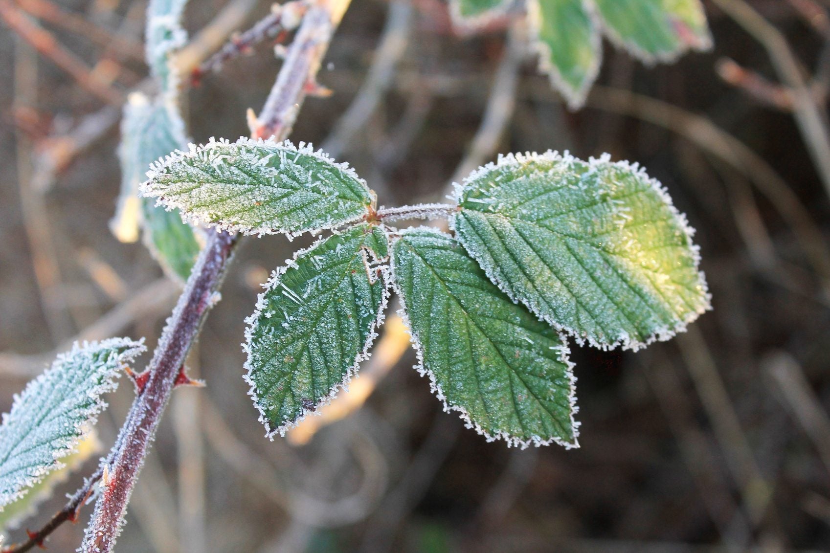 A picture of a blackberry bush in the winter