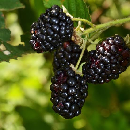 picture of a blackberry bush